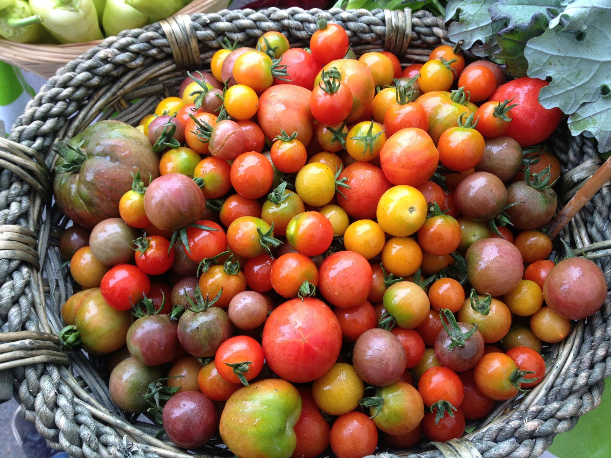 Tomato 'Oregon Star