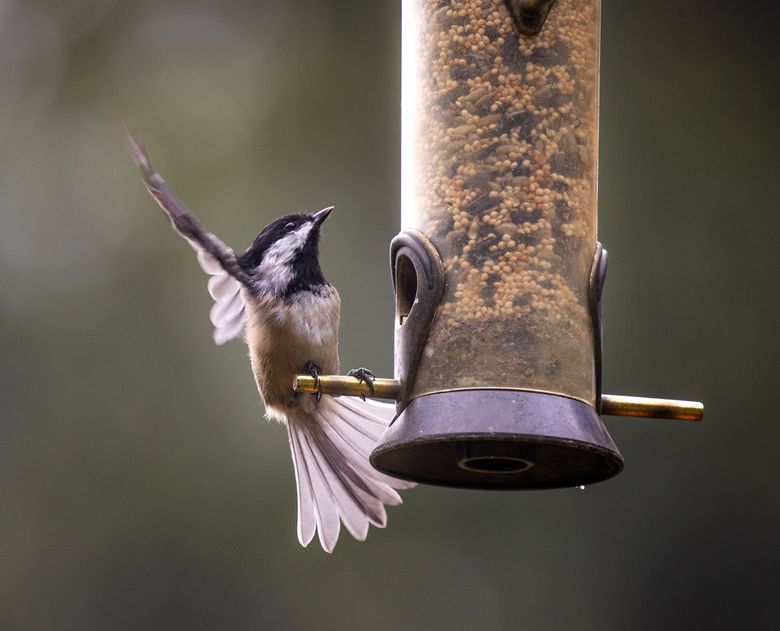 Bird feeders can go up again, but remain vigilant, Washington state officials say | The Seattle Times Bird feeders can go up again, but remain vigilant, Washington state officials say | The Seattle Times