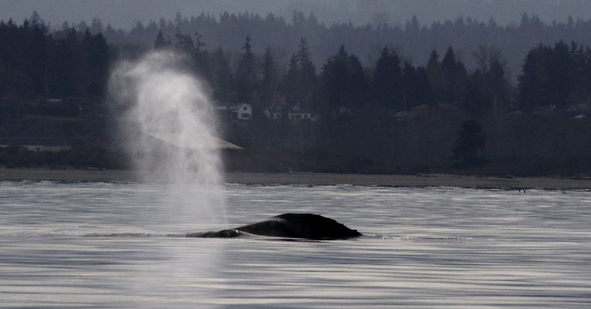 Ghost shrimp, humpbacks, tiny plankton: See Puget Sound surge