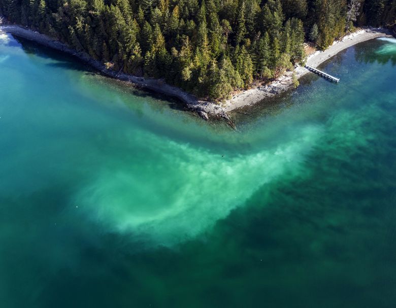 Ghost shrimp, humpbacks, tiny plankton: See Puget Sound surge