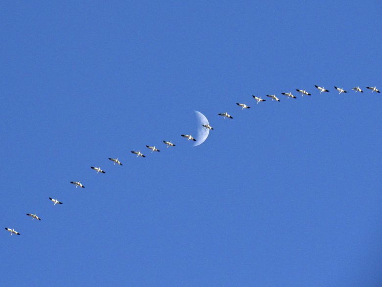 Snow geese toe the line as they parade before the moon | The Seattle Times