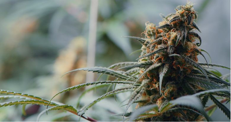 What is THC What is THC