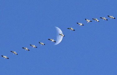 *** READER’S LENS – ONE TIME USE ONLY ***

Greta Nehrenberg

duckfan@live.com
Kent, WA
2068833630
vielmusik
Columbia National Wildlife Refuge
2021/03/19

I heard the snow geese flying overhead, quickly aimed upward, zoomed in and snapped a photo. Afterwards I noticed that everything had lined up perfectly. Taken with a Canon Powershot SX530.

IMG_2961.jpeg
I agree to the Readers Lens Terms and Conditions
16:03:10 25 Mar, 2021