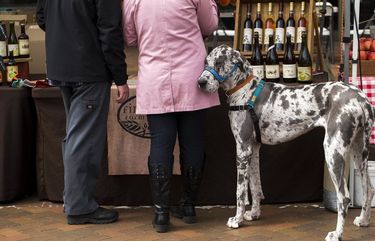 Lola, a Great Dane, waits for Jessica Paszek and Tyler Hayes to finish tasting cider at the Finnriver farm stand at the Capitol Hill Farmers’ Market in Seattle Sunday April 29, 2018. The market is one of three in the city, including West Seattle and the University District, that are open year-round.  206137