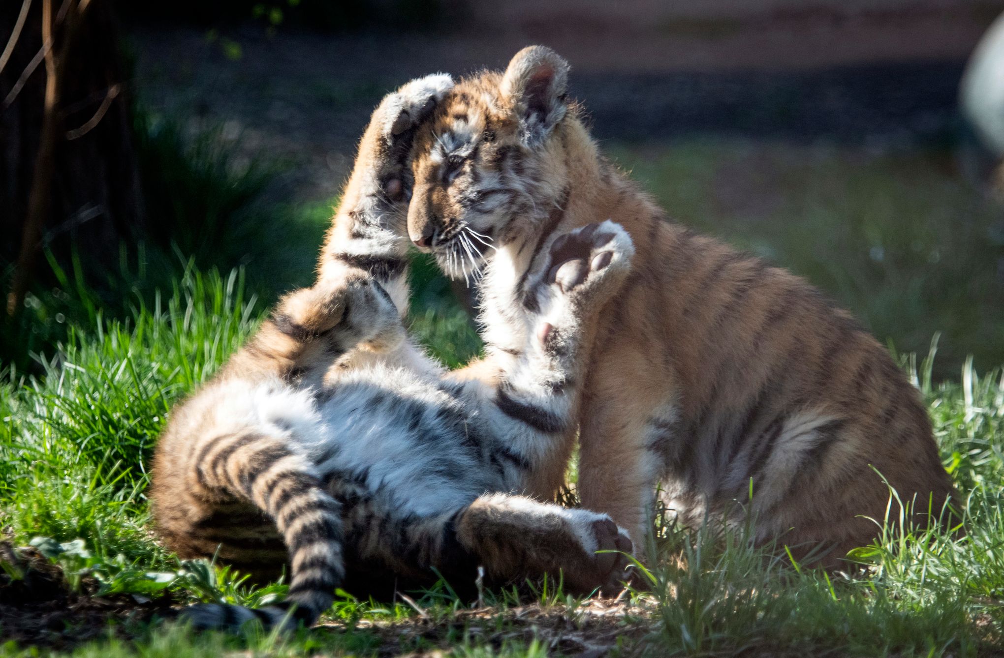 Malayan Tiger Cub Born at the Tulsa Zoo