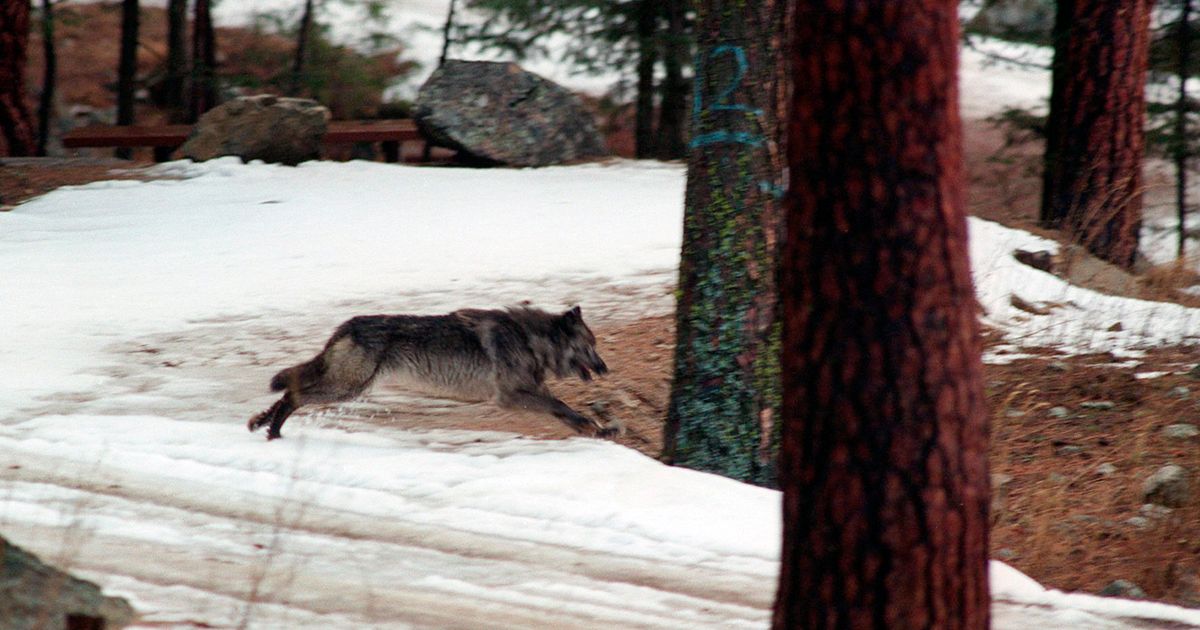 Exwildlife managers want veto of Idaho wolfkilling bill The Seattle