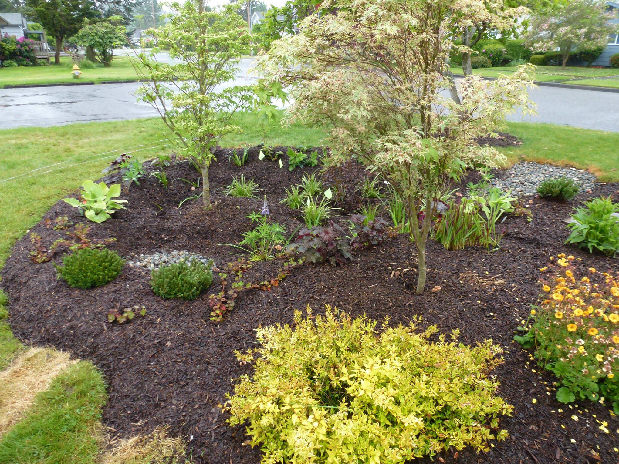 How to make a rain garden