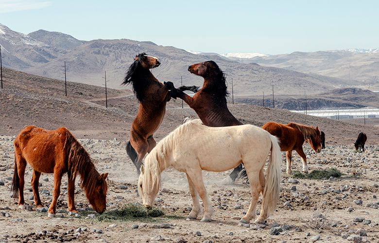Wild horses on the hills above warehouses at the Tahoe-Reno Industrial Center near Sparks, Nev., on Feb. 26, 2021. The mustangs at the Nevada office park are an example of the outrageous perks that businesses dangle to impress job candidates, but wildlife advocates are pushing back on efforts to market them. (Ian C. Bates / The New York Times)