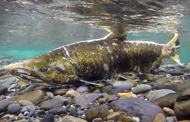 Tuesday, Sept. 22, 2020 A Chinook on the Elwha River protecting it’s redd during the spawning season. 215083