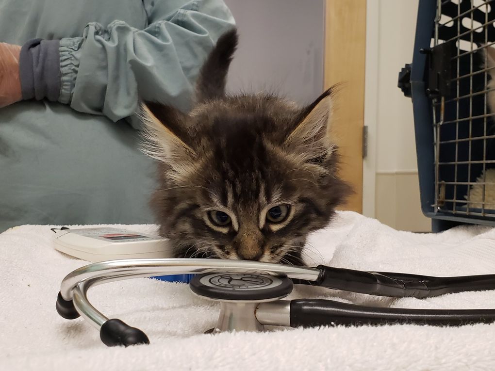 A kitten is processed for intake at Seattle Humane. Staff will check their weight and body condition, including checking for ringworm, and then provide any vaccinations and a microchip. (Seattle Humane)