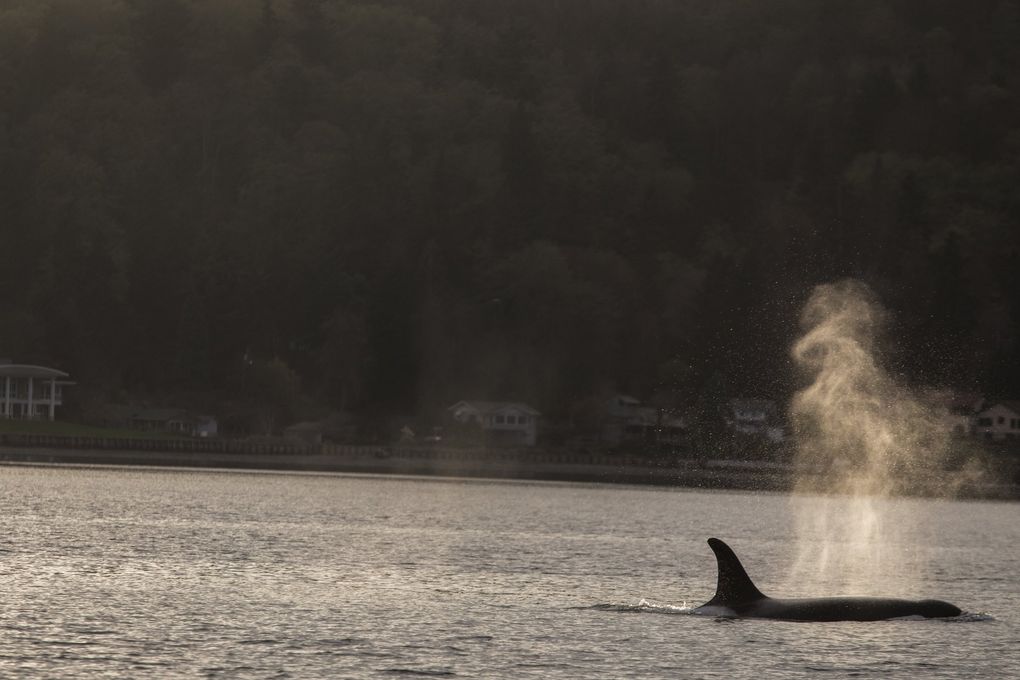 Where did all the salmon go? An old orca has seen a lot of changes in ...