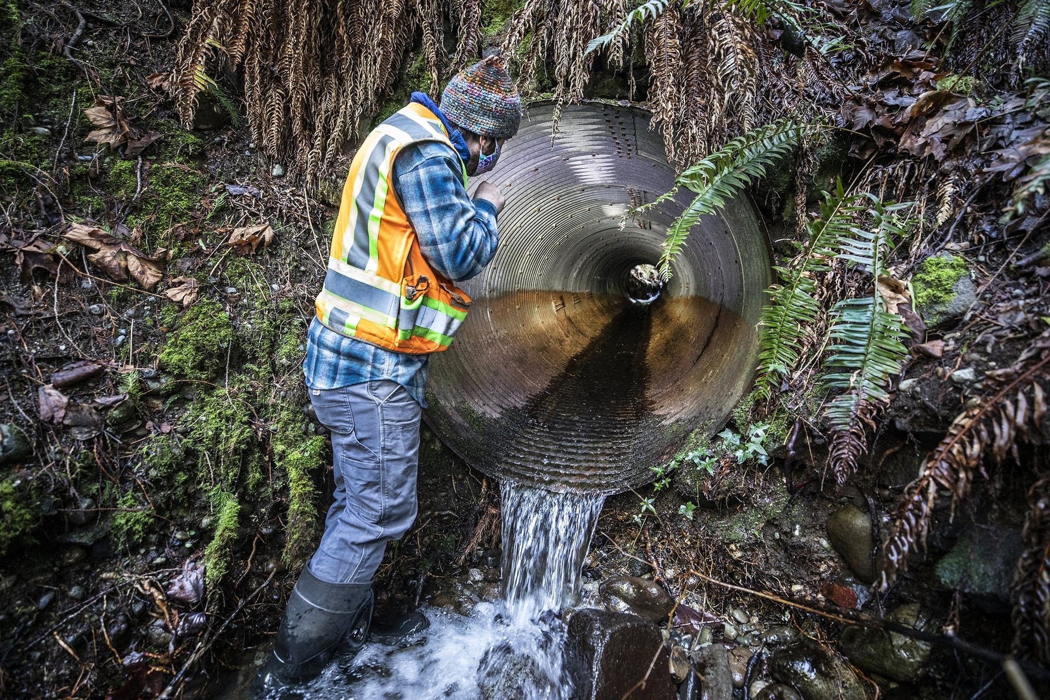 King County's culvert hunters — and a $9 billion plan to save