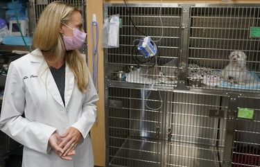 Dr. Katarzyna Ferry, left, looks over at dog named Wendy who is being treated for a flare-up of Addison’s disease, Monday, April 12, 2021, at the Veterinary Specialty Hospital of Palm Beach Gardens in Palm Beach Gardens, Fla. Forced to stay at home due to the pandemic, Americans adopted nearly 12 million pets last year meaning the average vet clinic saw nearly 400 new patients last year. Veterinarian offices across the country are experiencing unprecedented demand, adding extra staff and extending hours to fill in the gaps. “We are still short staffed despite active seeking of additional staff,†said Ferry. (AP Photo/Wilfredo Lee)