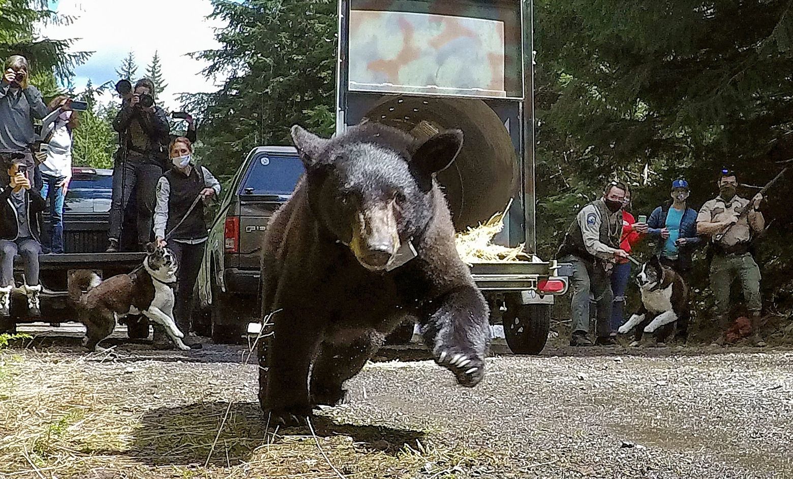 Orphaned bear cubs raised in Lynnwood get freedom, 'a second shot at life'  | The Seattle Times