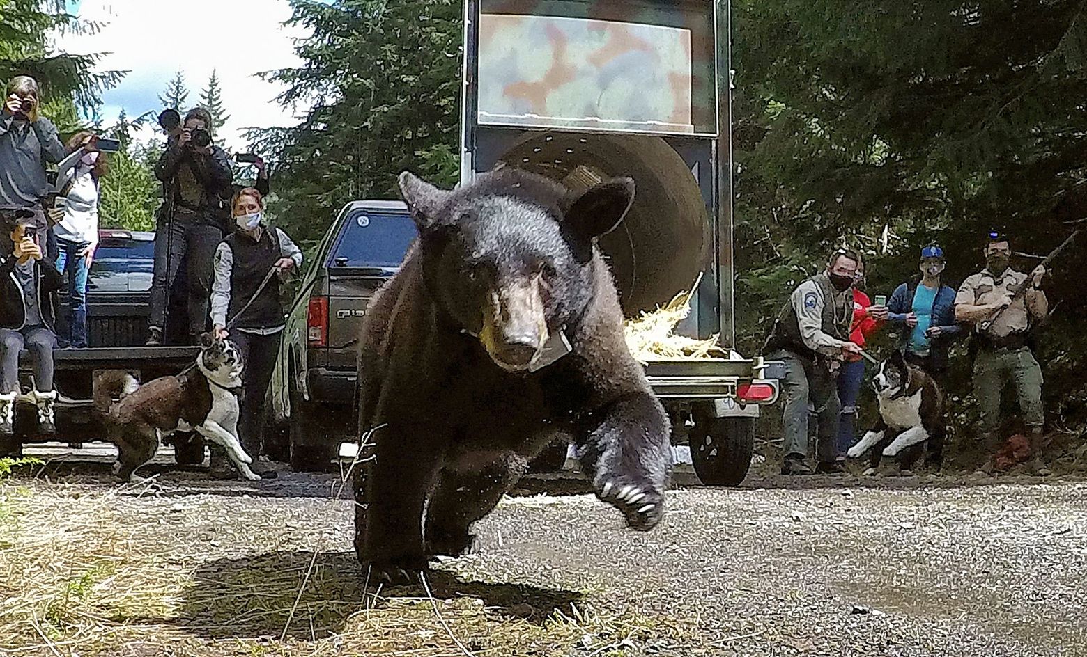 Orphaned bear cubs raised in Lynnwood get freedom, 'a second shot at life' | The Seattle Times Orphaned bear cubs raised in Lynnwood get freedom, 'a second shot at life' | The Seattle Times