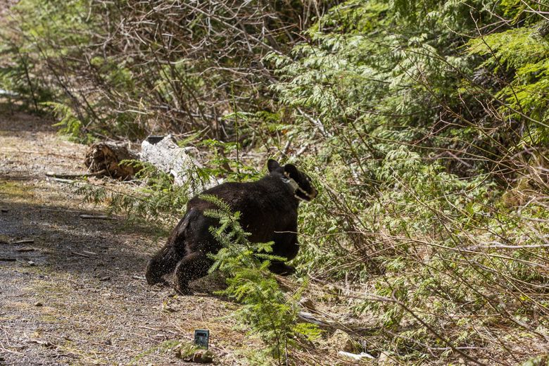 Black Bear Litter Size - North American Bear Center