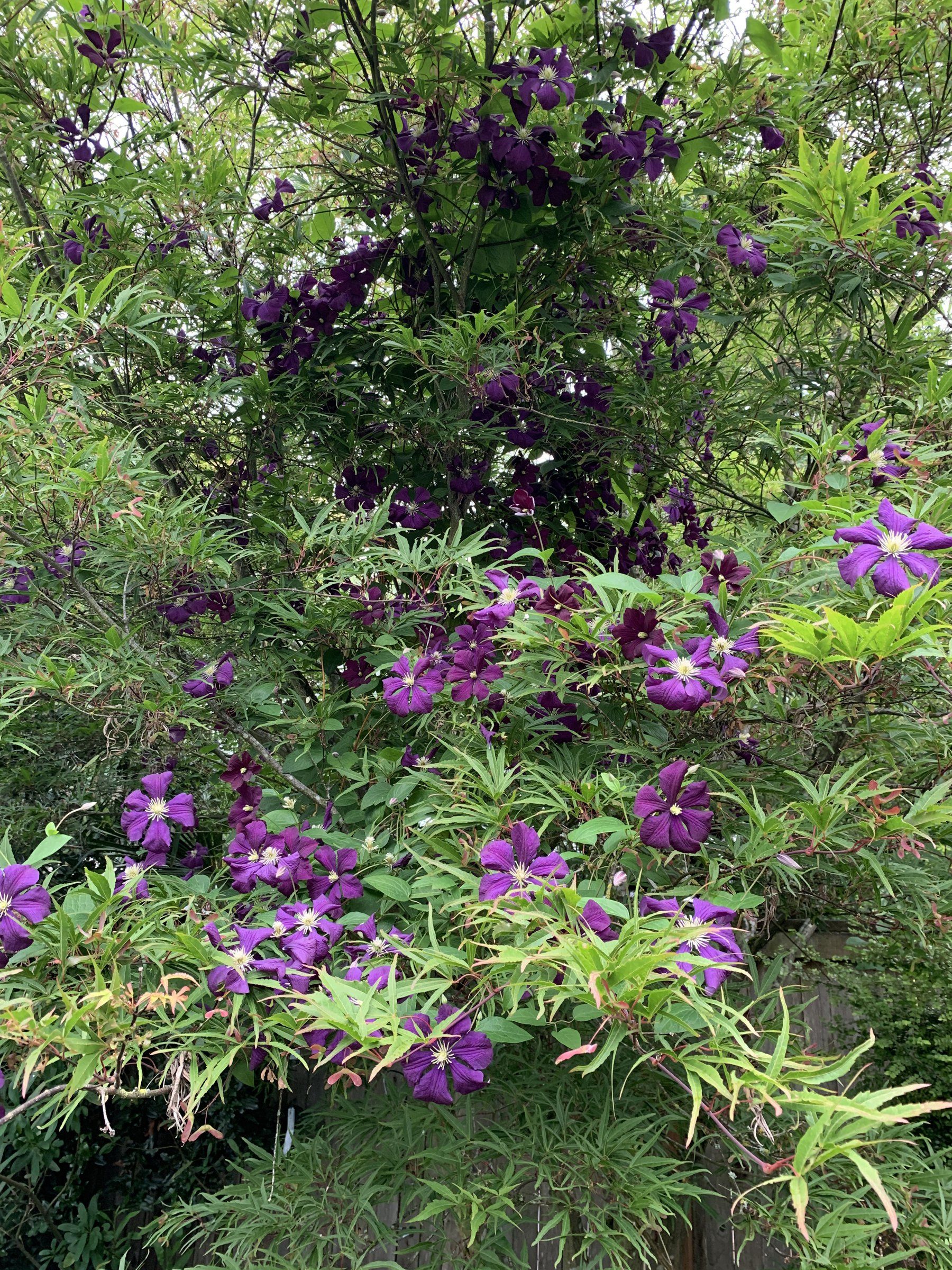The ABCs of growing clematis will help tame any complications