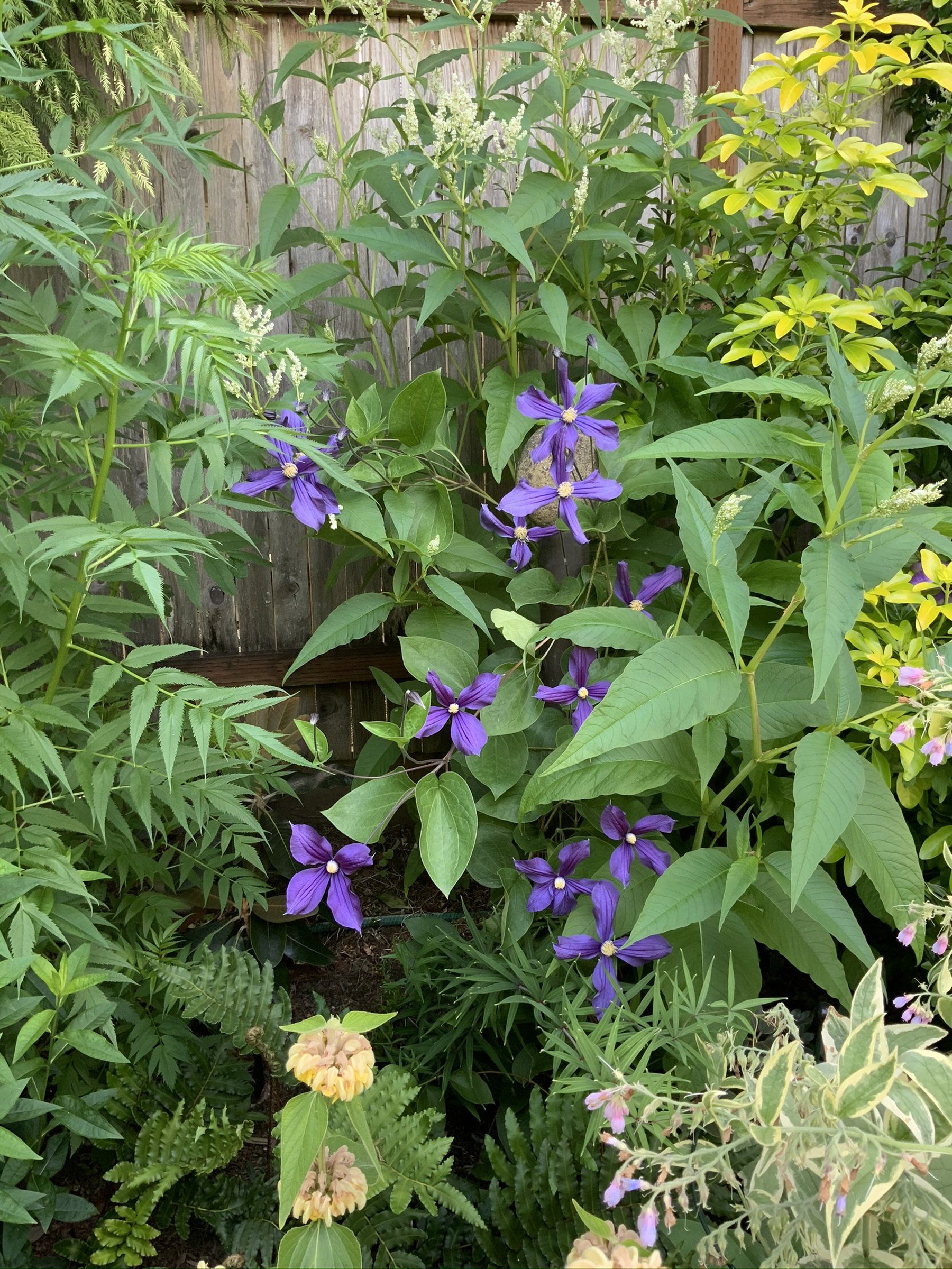 The ABCs of growing clematis will help tame any complications