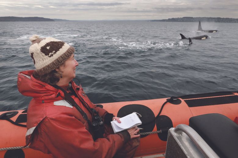 Lynda V. Mapes on assignment for The Seattle Times with J, K and L pods of the southern resident orcas in Puget Sound in November 2018. (Steve Ringman / The Seattle Times; taken under NOAA Permit 21348)