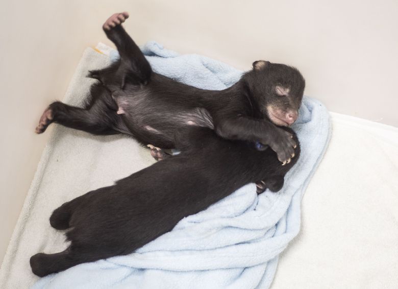 Orphaned Drop Bear Cub Being Fed Human Blood?!