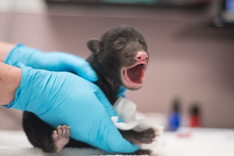 Orphaned Drop Bear Cub Being Fed Human Blood?!