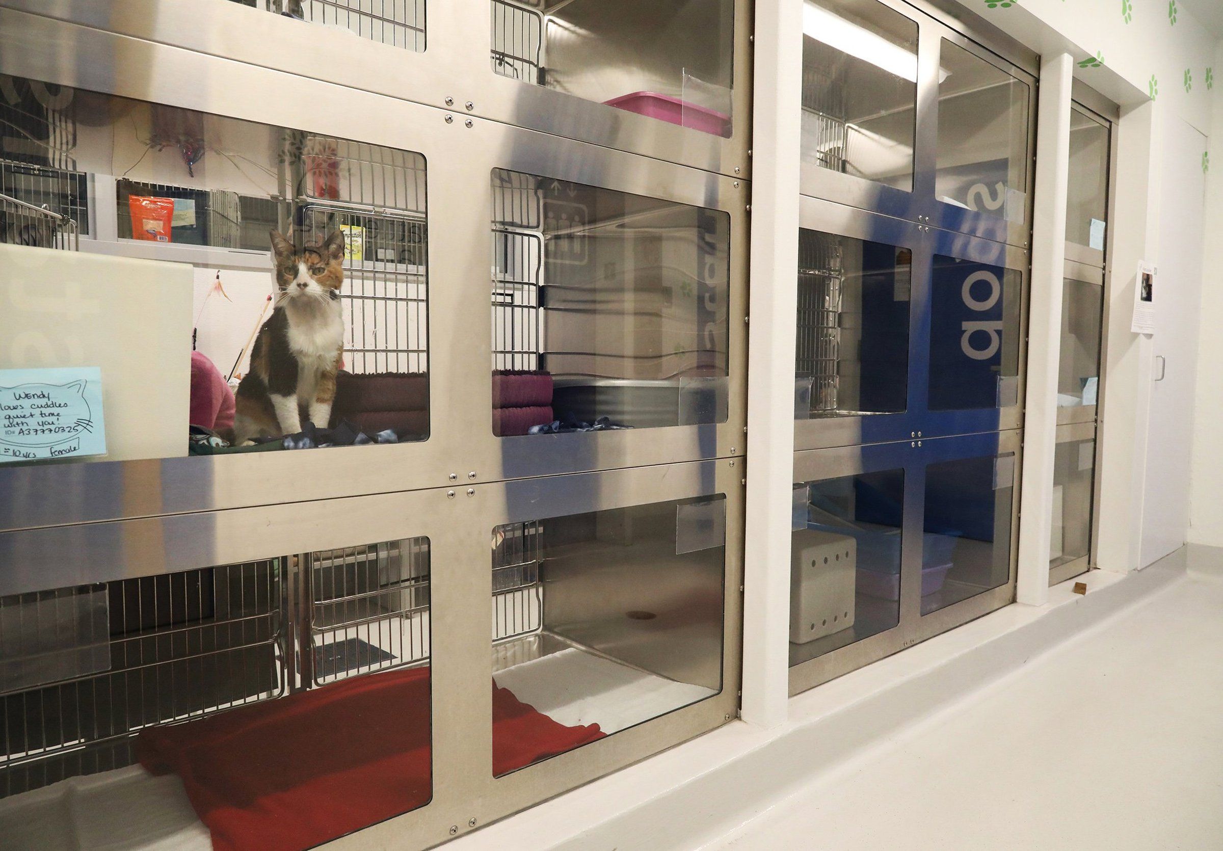 Cats big winners in Seattle pandemic pet adoption surge The Seattle Times