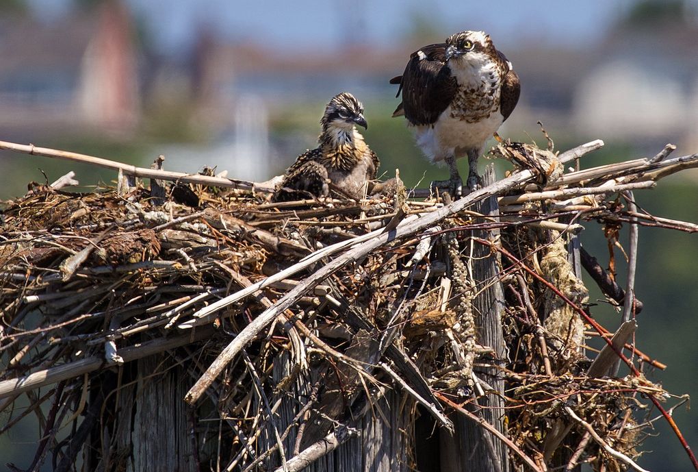 Ospreys make a variety of sounds, including a series of high-pitched, evenly spaced musical chirps. (MIke Siegel / The Seattle Times)