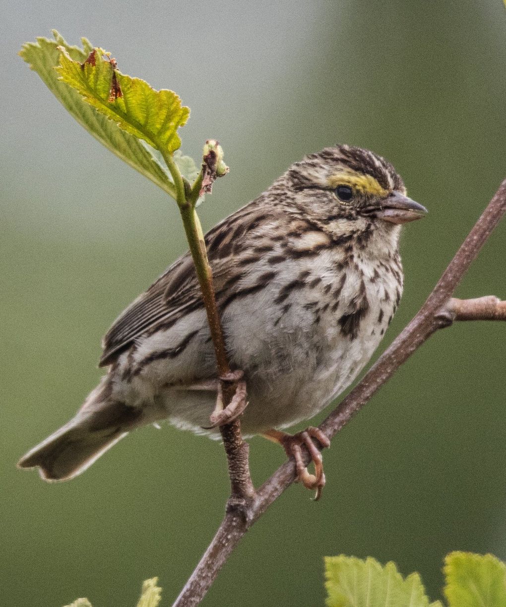 The Savannah sparrow’s song starts with a series of high-pitched, short, accelerating “tsip” notes, ending with a few rapid staccato tick notes. (Steve Ringman / The Seattle Times)