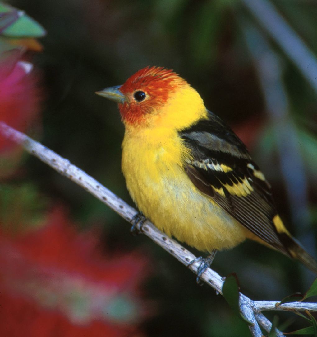 The western tanager’s song is typically shorter and raspier or “hoarser” than that of the robin. (Gary Kramer / U.S. Fish and Wildlife Service)