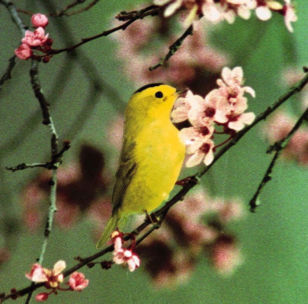 Wilson’s warblers sing a short, descending staccato series of “chit” notes. (Gary Thain / The Associated Press)