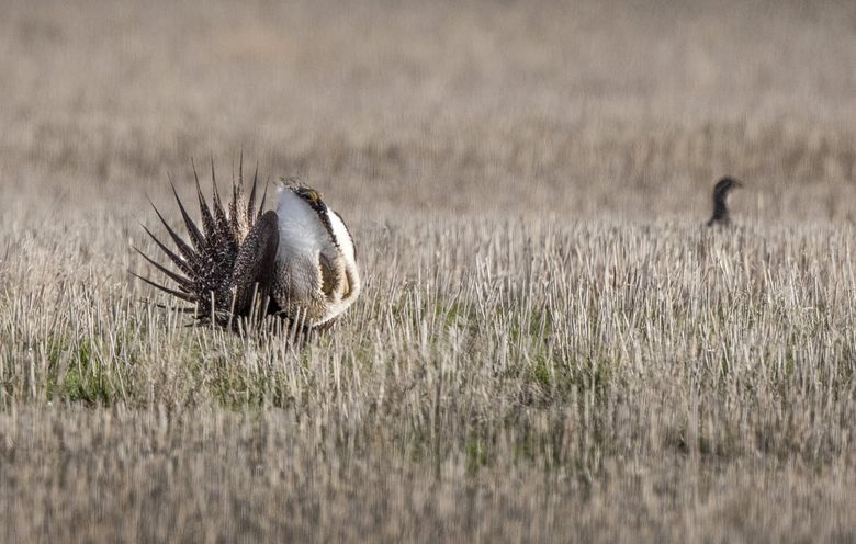 2020 wildfires left precious endangered species habitat in Central Washington 'nothing but ash and dust' | The Seattle Times 2020 wildfires left precious endangered species habitat in Central Washington 'nothing but ash and dust' | The Seattle Times