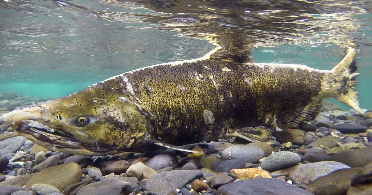 Restoration project aims to restore critical salmon habitat | The ...