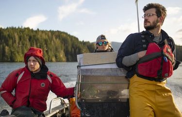 Virus spreads from B.C. fish farms to wild Chinook salmon, study finds ...