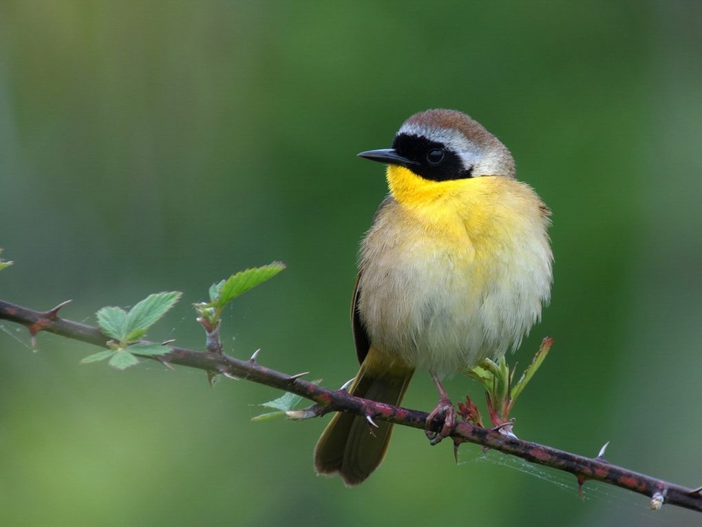 The common yellowthroat can be difficult to see due to its bright gold throat and upper breast. Each male knows only one song. (Megumi Aita / Audubon Photography Awards)