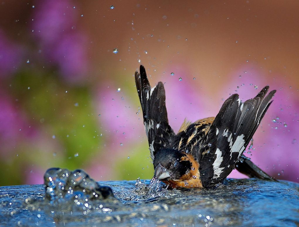 The black-headed grosbeak’s song is similar to that of the robin, but sweeter, more lilting and faster in tempo.(Verdon Tomajko / Audubon Photography Awards)