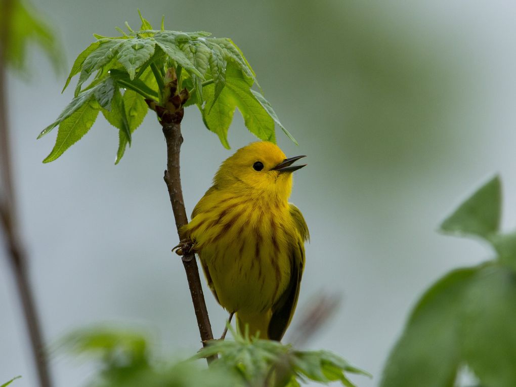 Yellow warblers’ songs are a bright, cheerful, rapid series of musical notes. (Gary Robinette / Audubon Photography Awards)