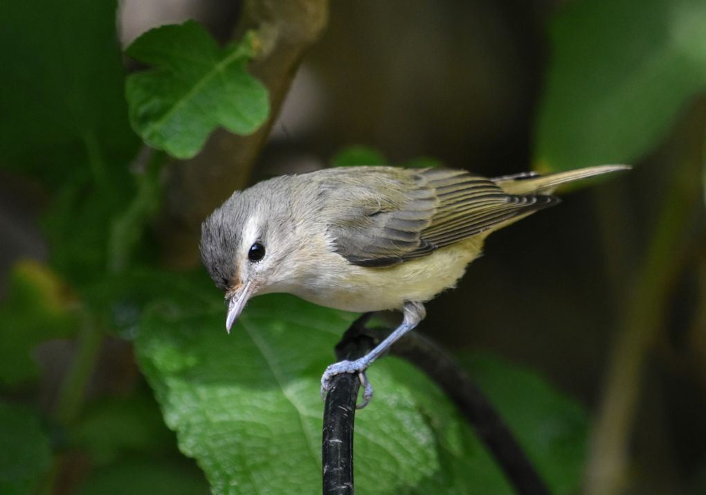 The warbling vireo’s song is a rich, burbling, varied warble that ends on a high-pitched accented note. (James Watts Jr. / Audubon Photography Awards)