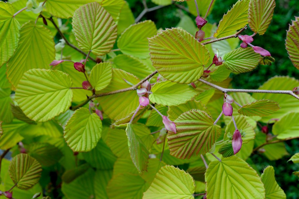 Gold-leaved plants can draw the eye into the distance. The golden spike winter hazel (Corylopsis spicata Aurea) does that especially well in spring, when it is acid yellow; later, it fades to a slightly tamer canary shade. (Margaret Roach via The New York Times)