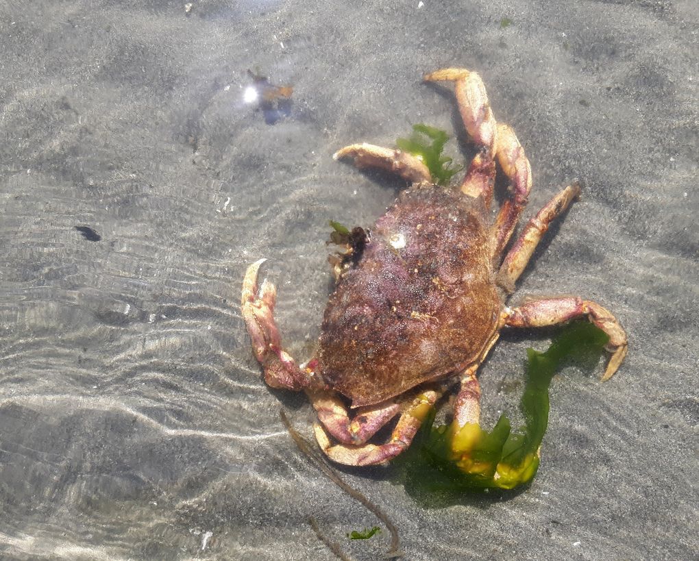 A dungeness crab, stranded in a pool that’s too shallow and too warm, is no fan of low tide. (David Gutman / The Seattle Times)