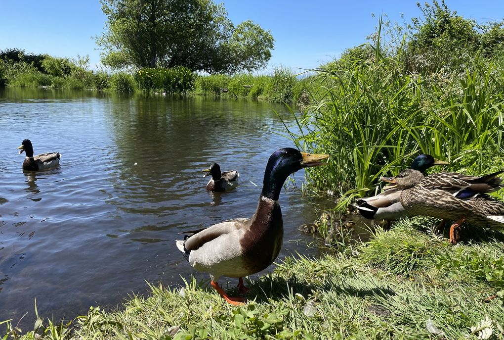 Mind the ducks. (Lena Neufeld)
