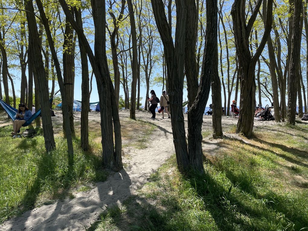 Walk to the north end of Golden Gardens, past the grove of black locusts and its hammocks. (Lena Neufeld)
