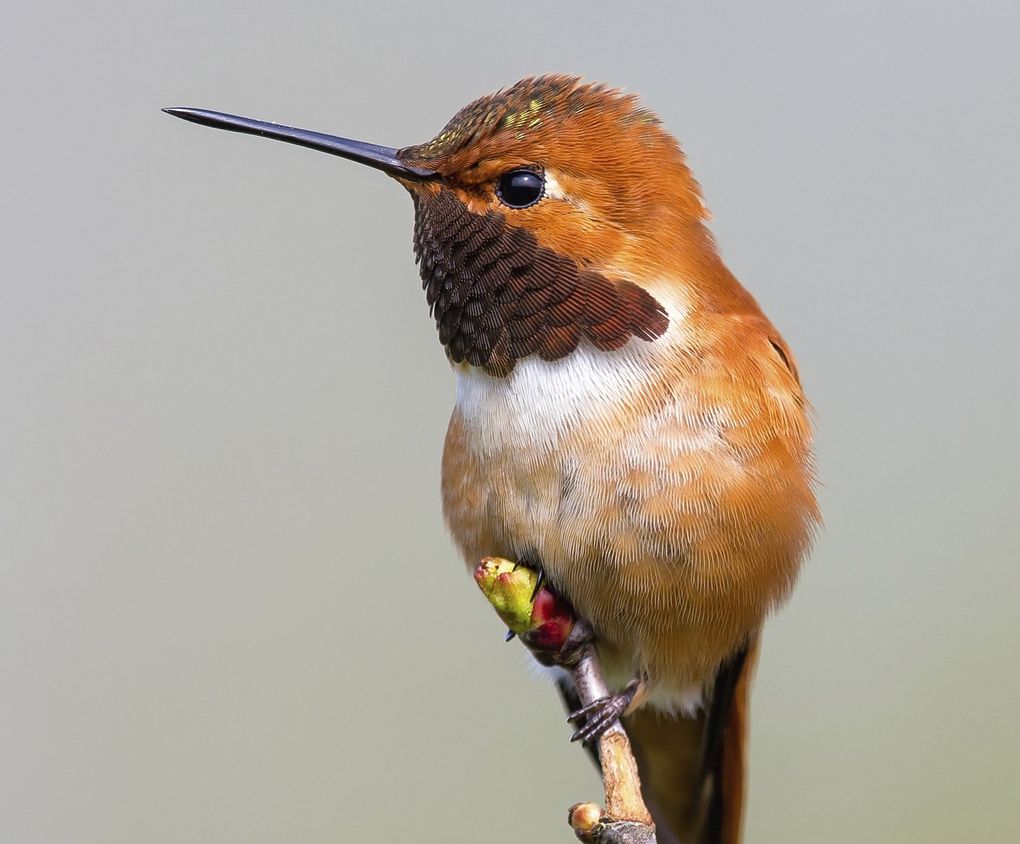 The male Rufous hummingbird makes a sustained “zzzzzing” sound that can be heard as air passes over special feathers in its wings. (Audubon Society)