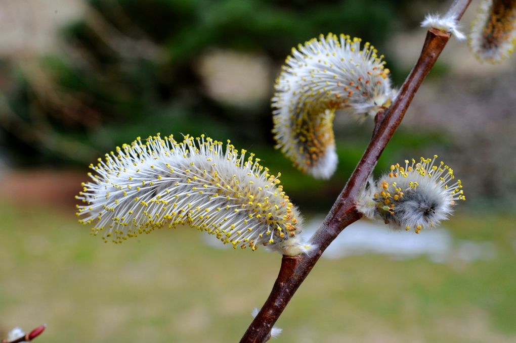 A strategic succession of plants is not just visually pleasing, but also supports wildlife with a long supply of pollen, nectar, seed and fruit. Male catkins of various willows (Salix) offer pollen as early as February. (Margaret Roach via The New York Times)