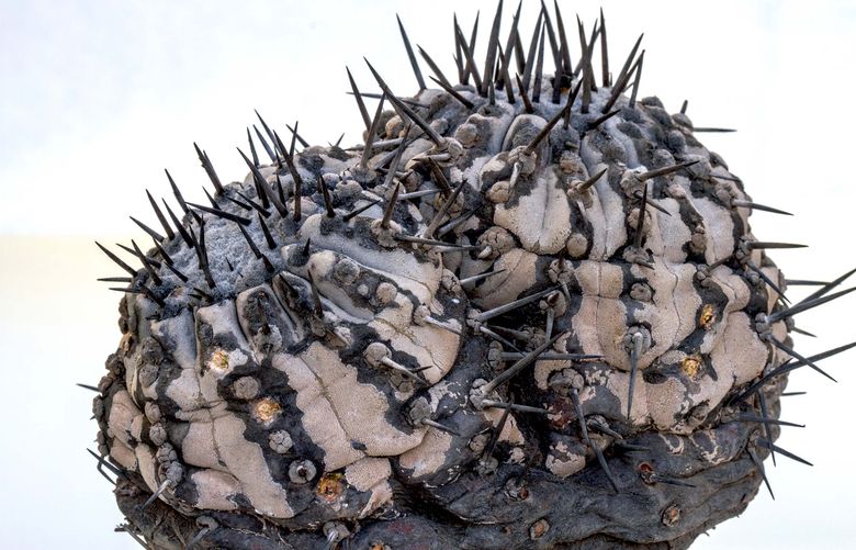 A photo provided by Andrea Cattabriga shows a Capiapoa cinerea cactus in Italy, that is from Chile. A recent raid in Italy involving rare Chilean species highlights the growing scale of a black market in the thorny plants. (Andrea Cattabriga via The New York Times)  — NO SALES; FOR EDITORIAL USE ONLY WITH NYT STORY CACTUS TRAFFICKING BY RACHEL NUWER FOR MAY 20, 2021. ALL OTHER USE PROHIBITED. —