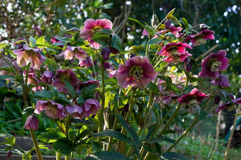 Growing Edible Flowers - Hyannis Country Garden