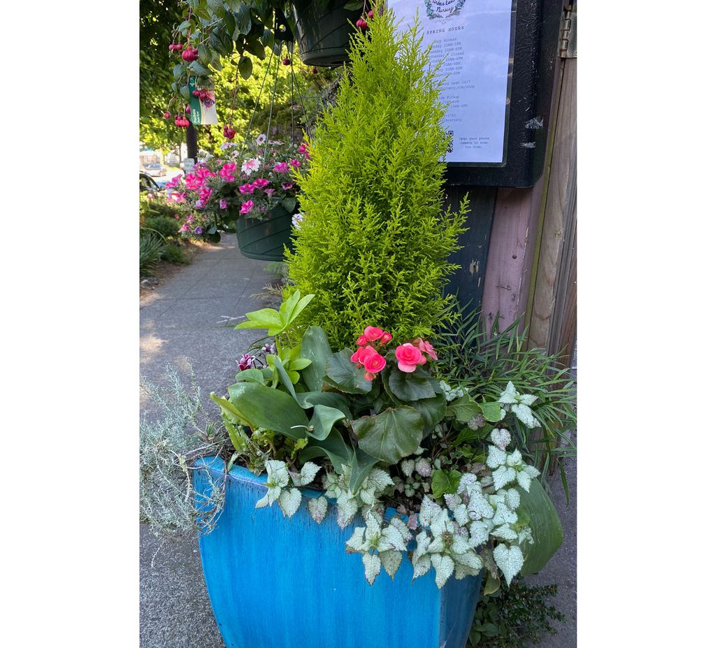 A dwarf evergreen is an ideal “thriller” element for a container, as seen in this one at Urban Earth Nursery in Fremont. (Courtesy of Karen G. Anderson)