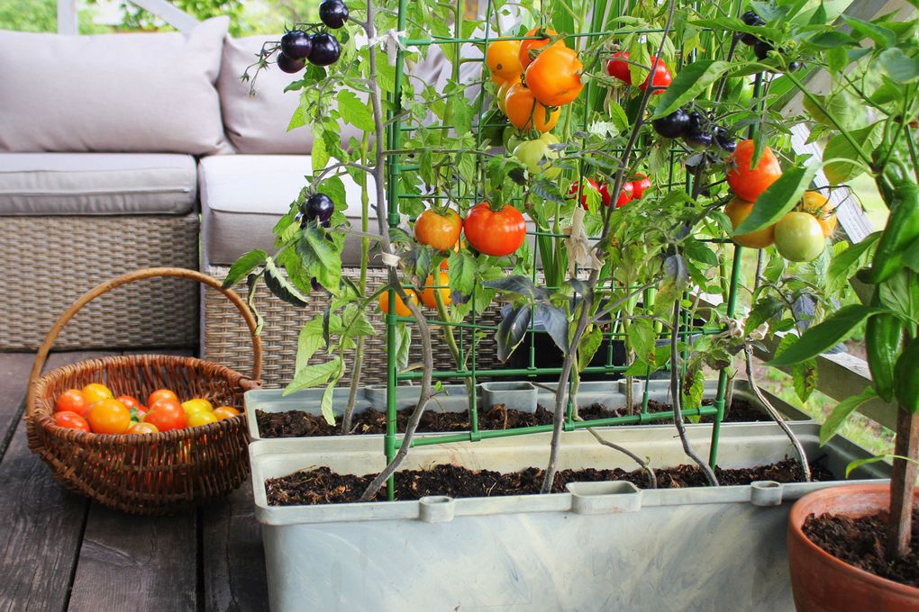Train tomatoes on a trellis to make pruning and picking easier, says Jeanene Miller, owner of Abundant Greens Urban Farm and Nursery in Ballard. (Getty Images)