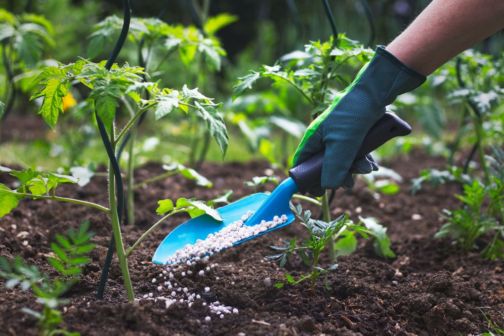 Even if you amended your soil with compost, be sure to also add fertilizer when you put in your starts, says Shirley Jane Benecki, co-owner of Walt’s Organic Fertilizer Company in Magnolia. (Getty Images)