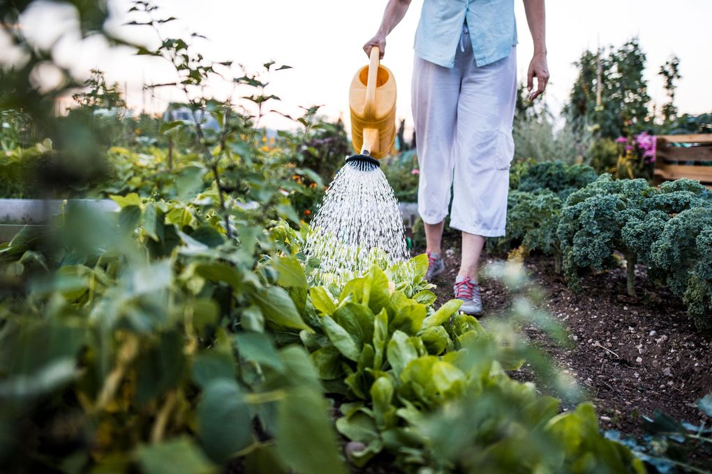 Getty Images
Soaker hoses often aren’t enough in the heat of summer — you’ll need to water deeply right onto the root ball for new plants, says Gabriel Maki, co-owner of
Swansons Nursery in Ballard. (Getty Images)