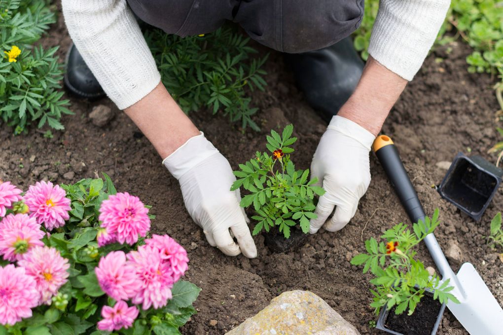 Take the time to weed and break up hard soil around young plants, says Bunly Yun, community garden coordinator for Seattle’s P-Patch Community Gardening Program. (Getty Images)